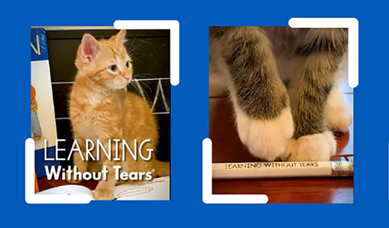 Kitty Literacy: Learning Without Tears is Now Available for Cats